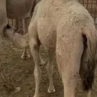 بكره على الحليب زبده