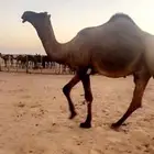 فحل مجهم