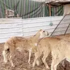 ذيايح سواكني للبيع