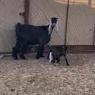 عنز رباعيه معها ثنين تم البيع