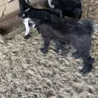 تيوس للبيع