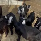 معزا