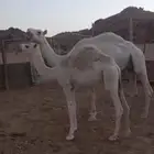 نياق للبيع والي عنده بدل بسياره اقبل