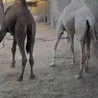 قعود وبكره فل طايشه من الشحم