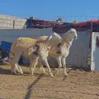 مشروع فحل نوادر صنف