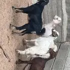 عنقان وتيس