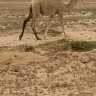 تم البيع خارج الموقع