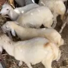 غنم بهم تربيه رخال وطليان حريات سلايمه شرط الموقع الوادي