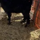 خروف نعيمي هرفي وتيس للبيع