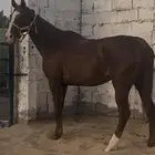 فرس شعبيه ركوبها حار