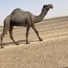فحل مجهم كفو للبيع سنه ثني