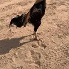 دجاج مكس شامو