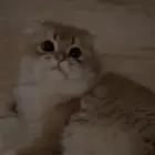للتبني