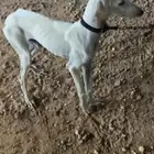 سلوقي صيد للبيع