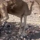 ناقه خلفه معه بكره عمره شهرين