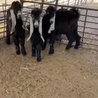 تيوس