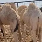 قعدان للبيع