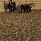 للبيع عنز عارضية خصم معه تيس وجفرة