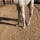 للبيع حوار ضيار