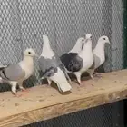 طواير زواجل مكاتيف