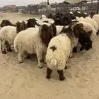 هرفي نعيمي بلدي فاخر