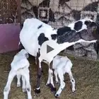 رفيده خلفه تحتها 2عوده