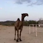 قعود اصفر رماني كفوو