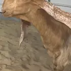 جفره صفرا خصم