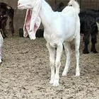 جفره برصا مطوره