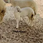 مشروع فحل صنف الصنف