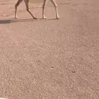 للبيع الضروبه الكفوو مشروطه شرط