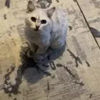 قطة للتبني
