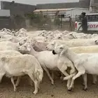 غنم دفع