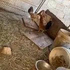 للبيع دجاج بلدي اناثي العدد 3 الموقع الجايزه