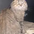 قط هجين سكوتش فولد هملايا