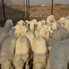 طليان حريه طيبه