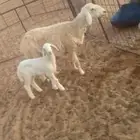 شاه حريه مطفل