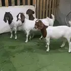 للبيع جذعات بور قوت