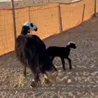 خلفات غنم مهاجين طيبة