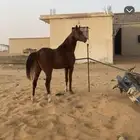 خيل عربي اصيل