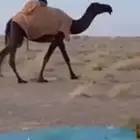 صفرا دبسى