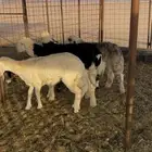 خروفين ورخلين