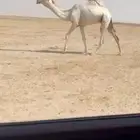 قعود كفوو