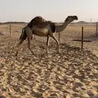 اعشرا تحتها بكره