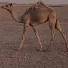 للبيع بكره مفروده طيبه
