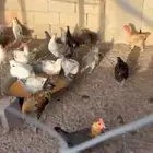 للبيع دجاج بلدي