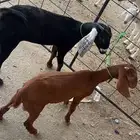 غنم