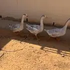 وز هجين عراقي حجم طيب