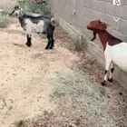 عنزين وحده عليه تيس ووحده عليه عنق