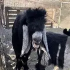تيس فحل عارضي صنف